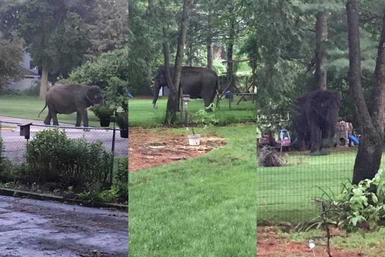 An elephant performed a daring escape today in Baraboo