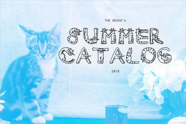 Meet some adoptable kittens to add to your home this summer