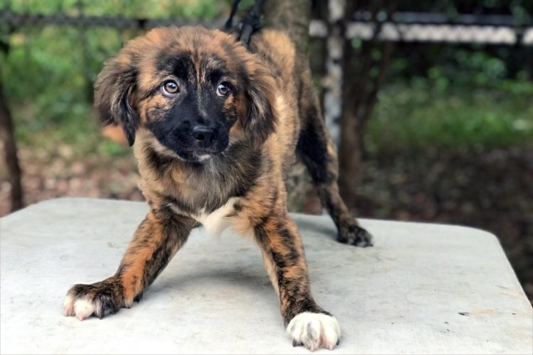 Meet 7 new adoptable dogs from China