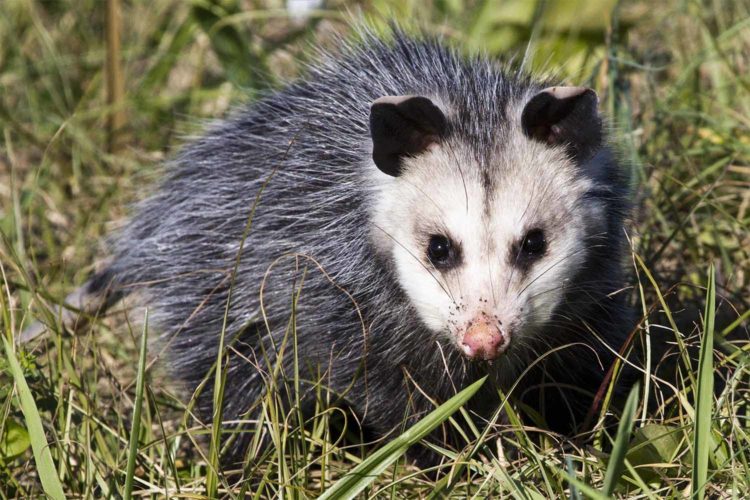 Madison police embark on harrowing opossum rescue mission