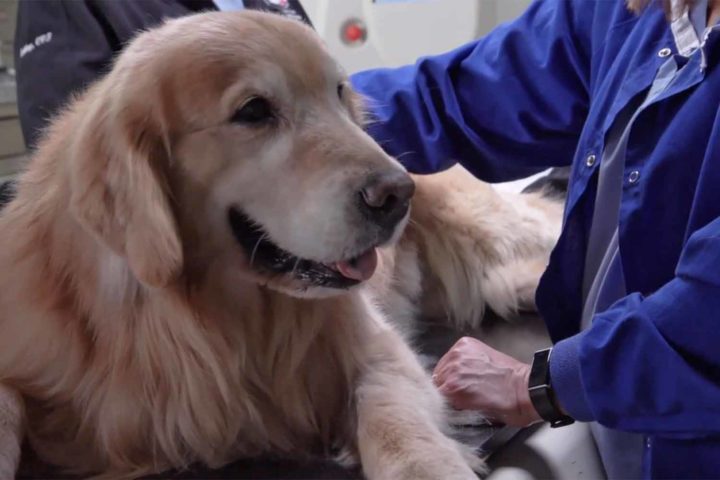 Try not to cry at the Super Bowl ad for UW’s veterinary school